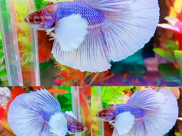 Purple White Dumbo Halfmoon Male - IMPORT LIVE BETTA FISH FROM THAILAND